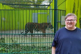 Ein Besucher des Plaudercafés steht im Tierpark vor dem Gehege eines Tigers.